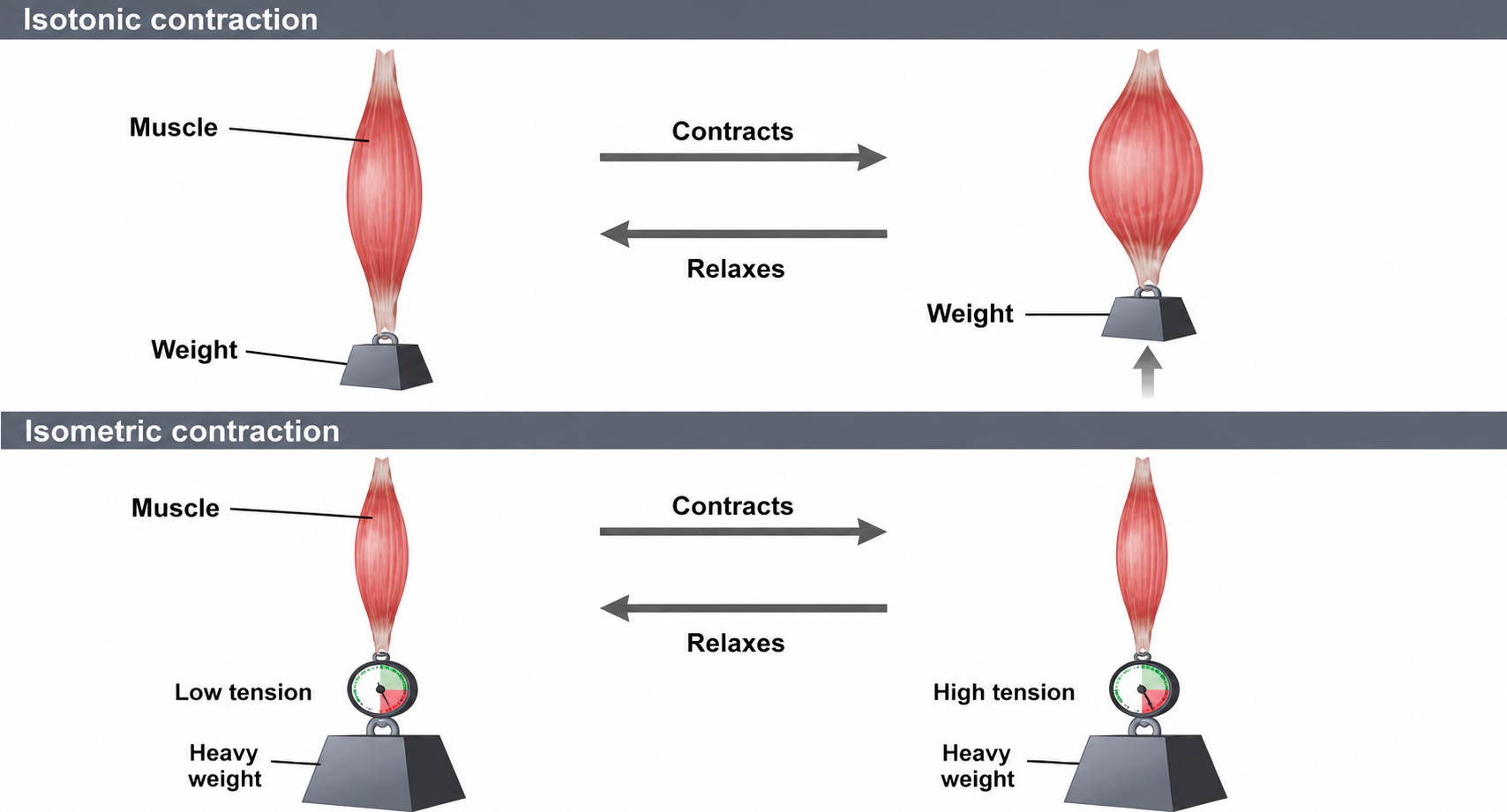 Mode of Muscle Contraction (Isometric &amp; Isotonic)