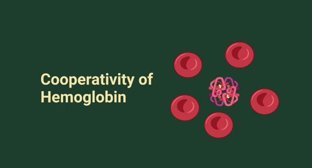 Cooperativity of Hemoglobin