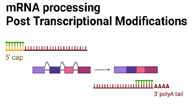 mRNA Processing PTM