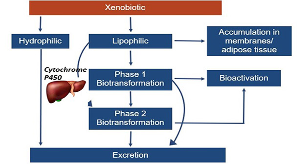 Xenobiotic Metabolism 