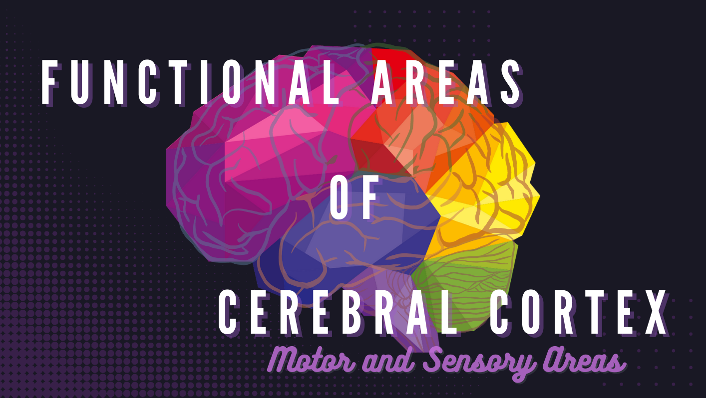 Functional Areas of Cerebral Cortex