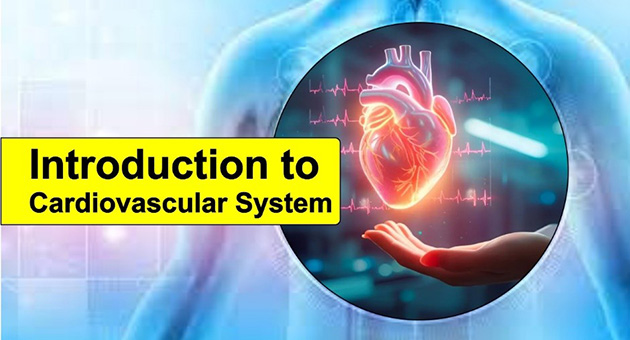 Introduction to Cardiovascular System